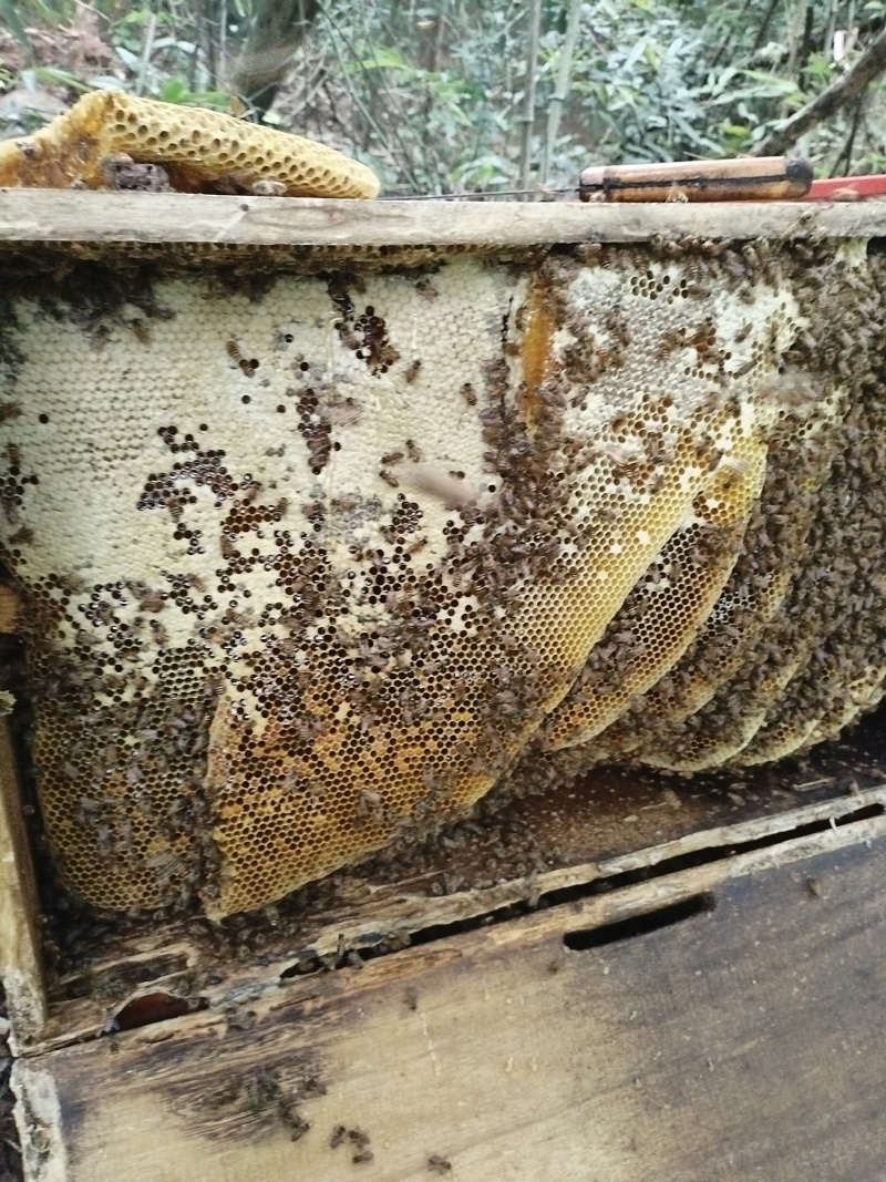 一年只取一次的野蜂蜜又称百花密