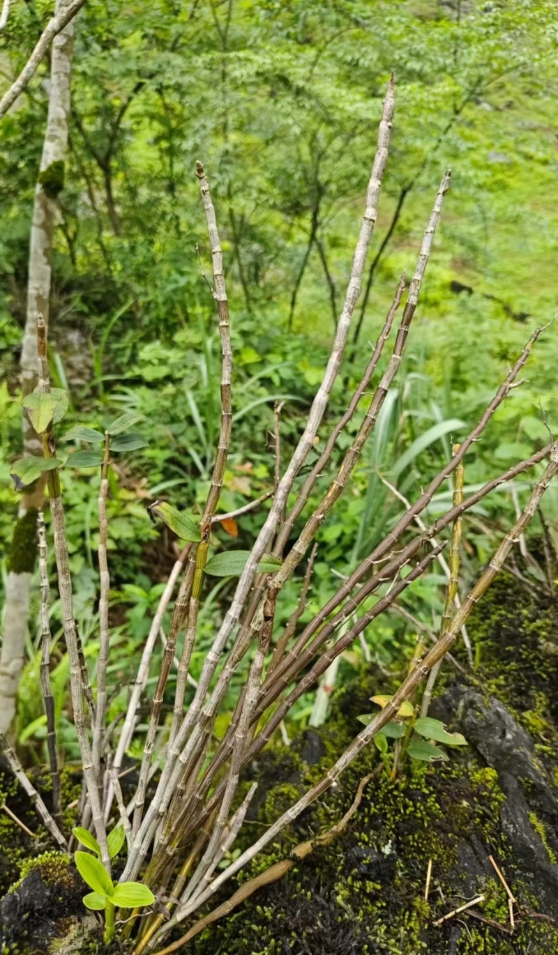 铁皮石等各种药材纯野生