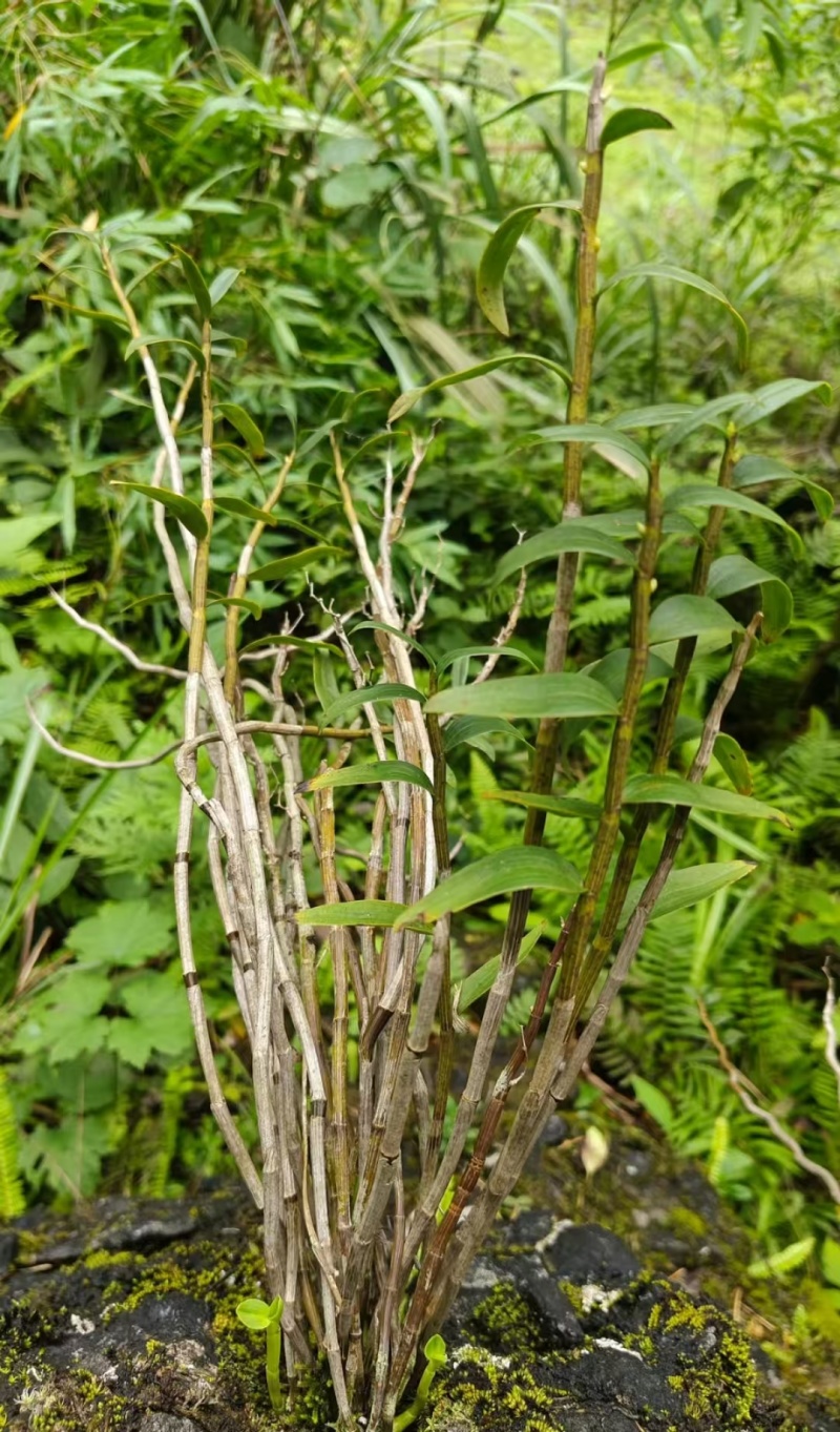 铁皮石等各种药材纯野生