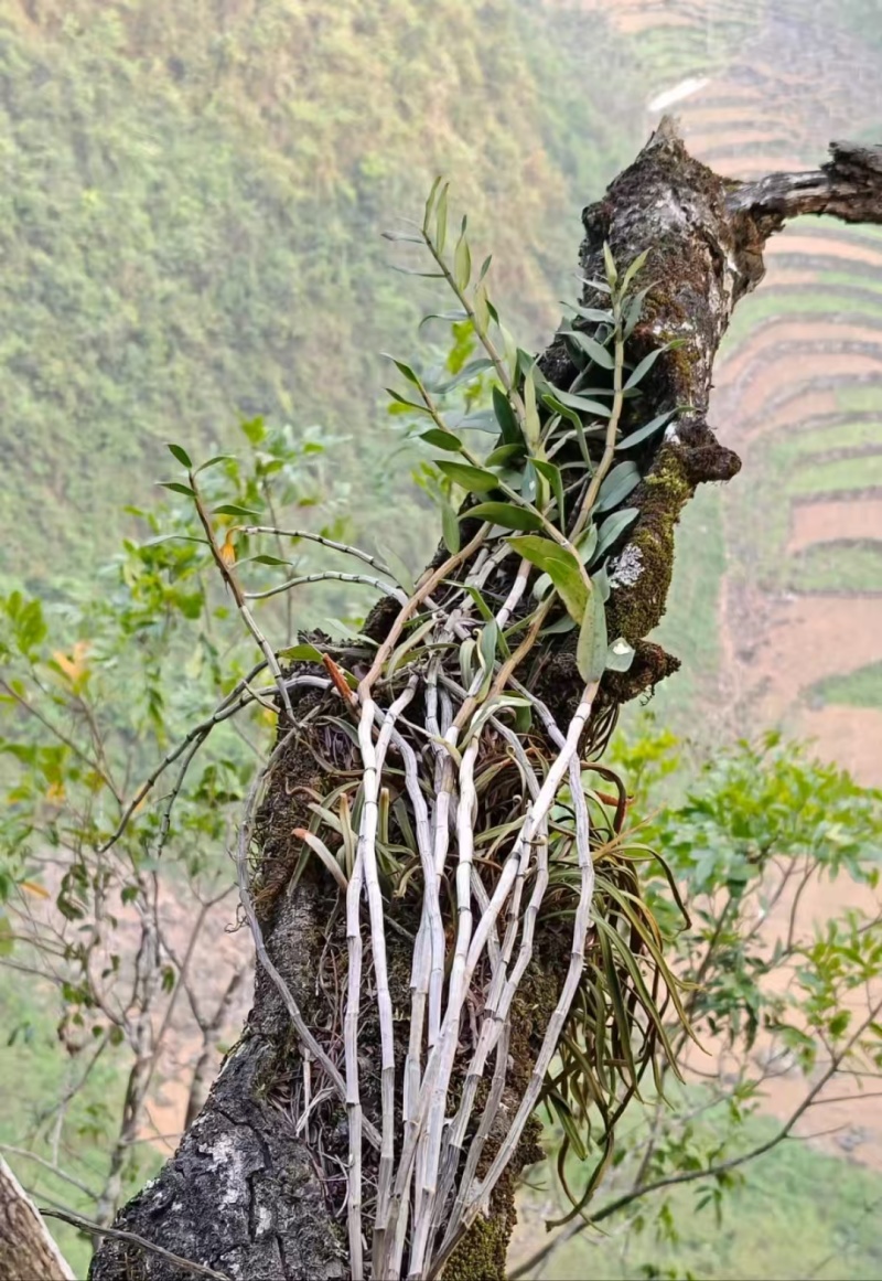 铁皮石等各种药材纯野生