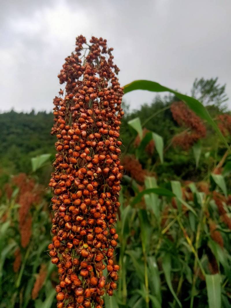 精品糯高梁