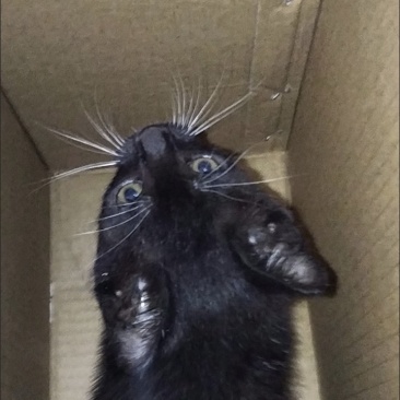 宠物猫
