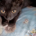 宠物猫