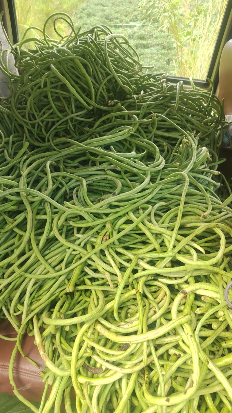 豇豆