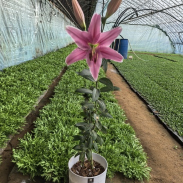 苦菊