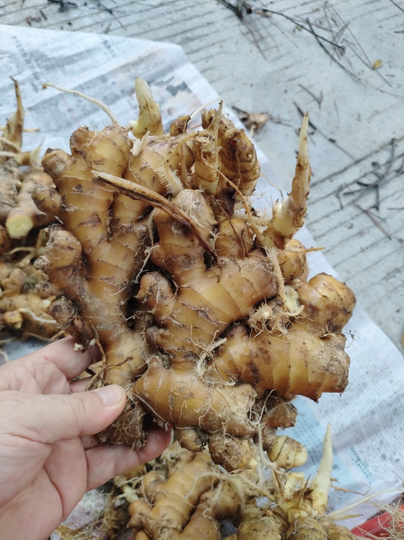 小黄姜
