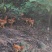 3000多只山庄散养大公鸡