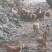 3000多只山庄散养大公鸡