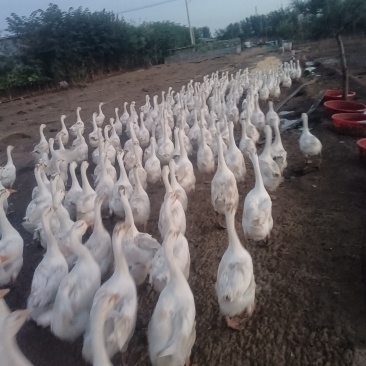 纯粮喂养大鹅