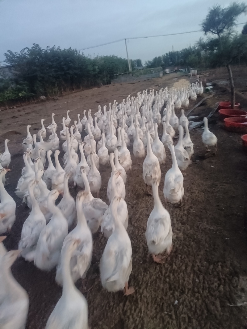 纯粮喂养大鹅