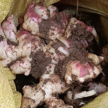 贵州二黄姜