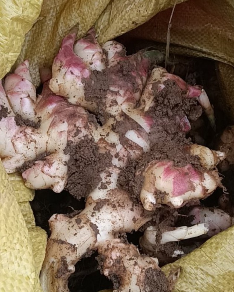 贵州二黄姜