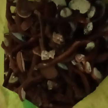 鹿茸芝