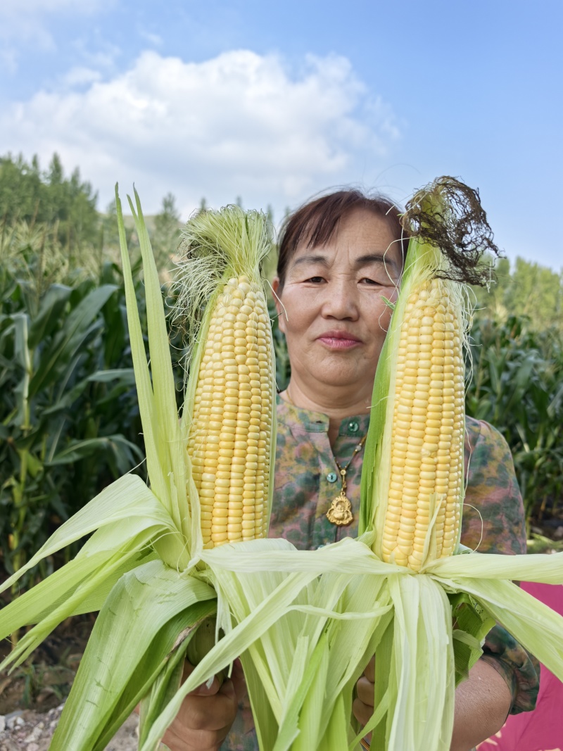 玉米大量上市