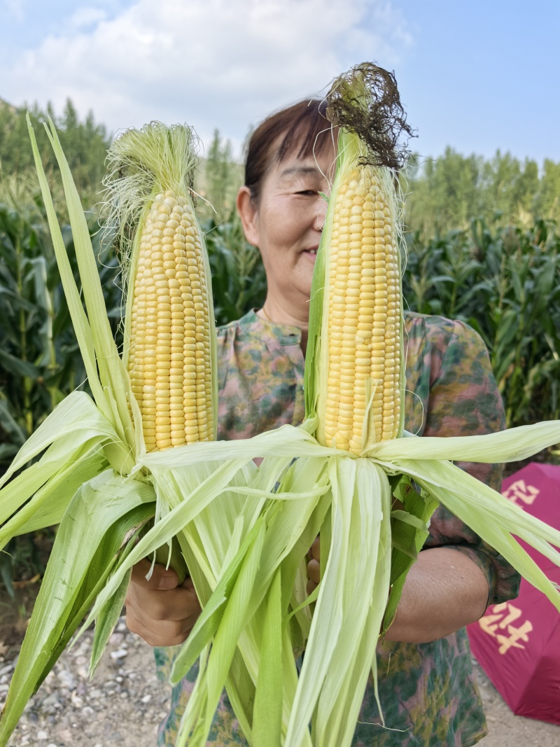 玉米大量上市