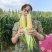 玉米大量上市