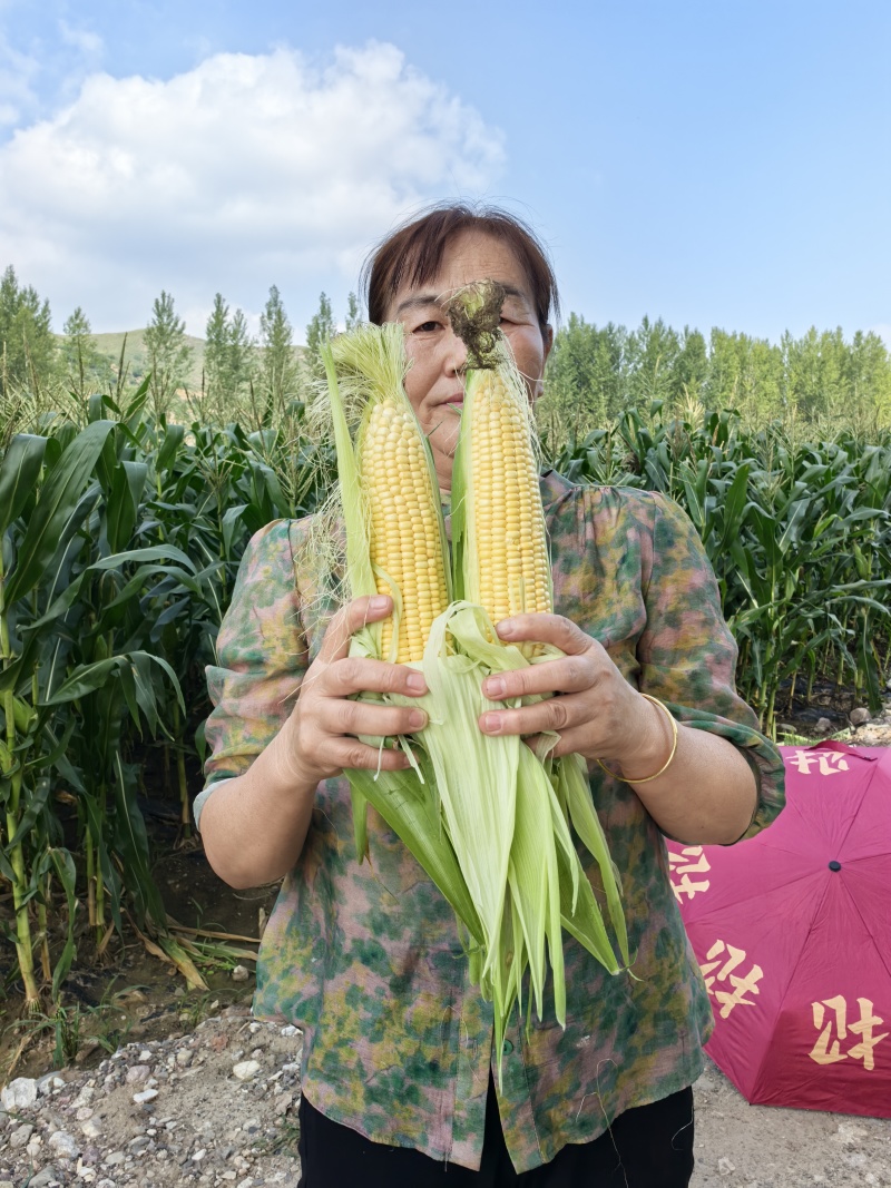 玉米大量上市