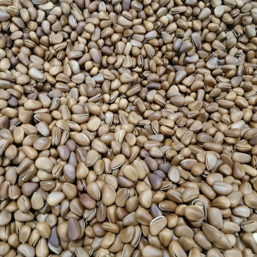 常年大量供应东北原产地松子有合作朋友联系人夏志刚祝我们合作成