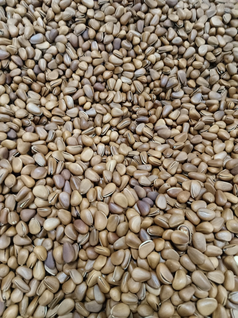 常年大量供应东北原产地松子有合作朋友联系人夏志刚祝我们合作成