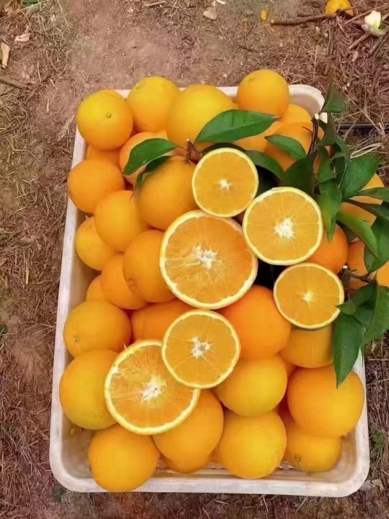 脐橙