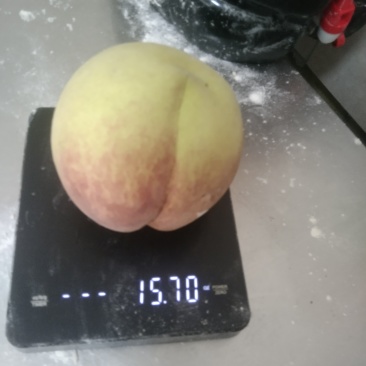 大老板密，皮薄，甜脆，欢迎大量采购老板下单