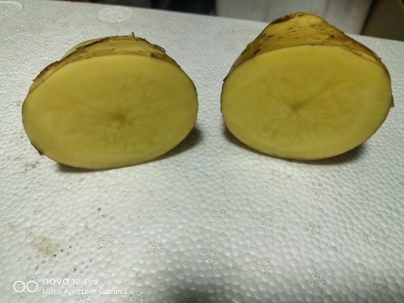 土豆基地