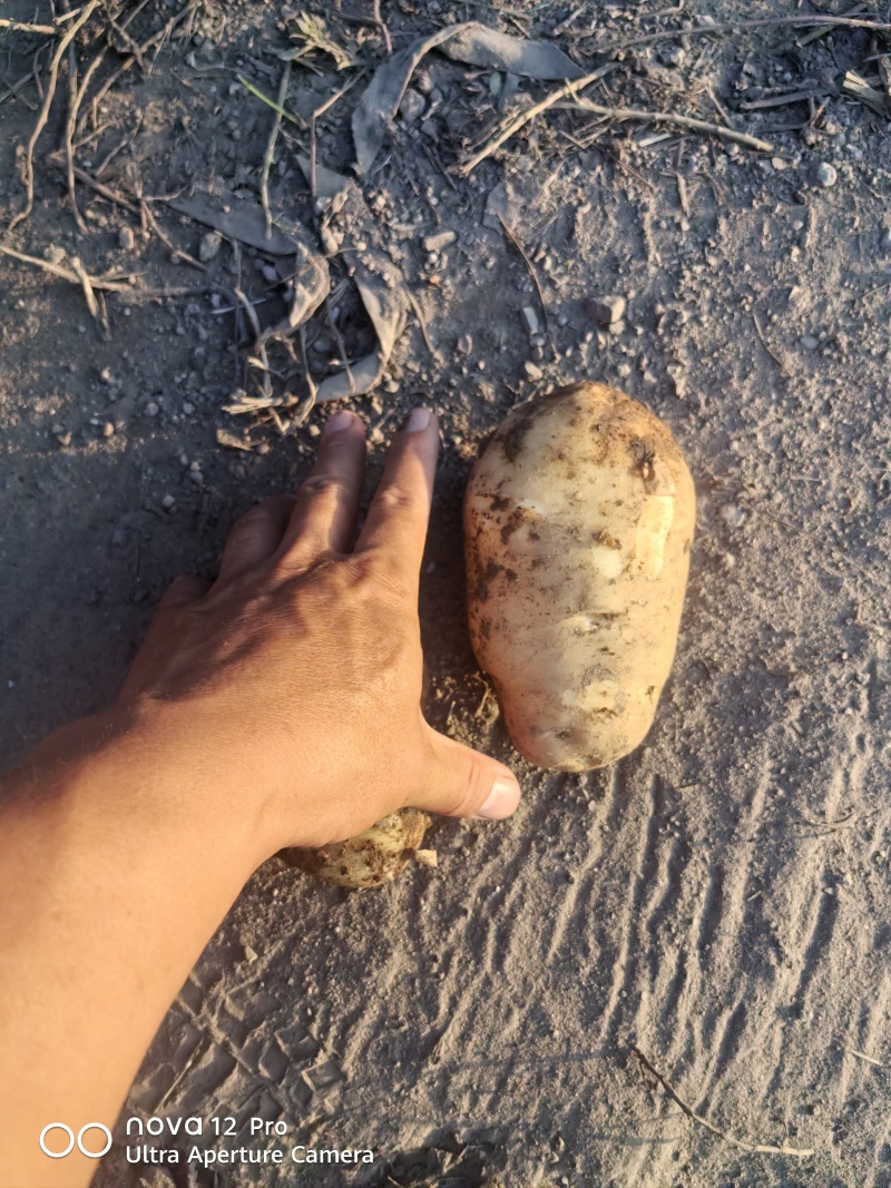 土豆基地