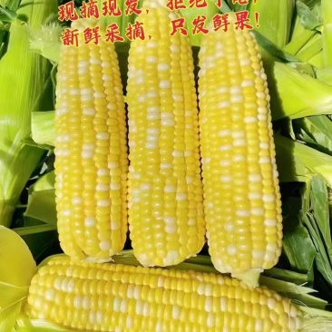 鲜玉米