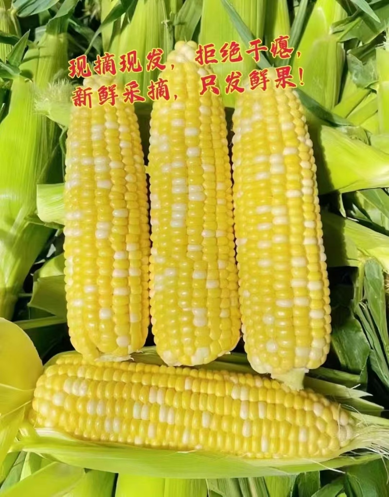 鲜玉米