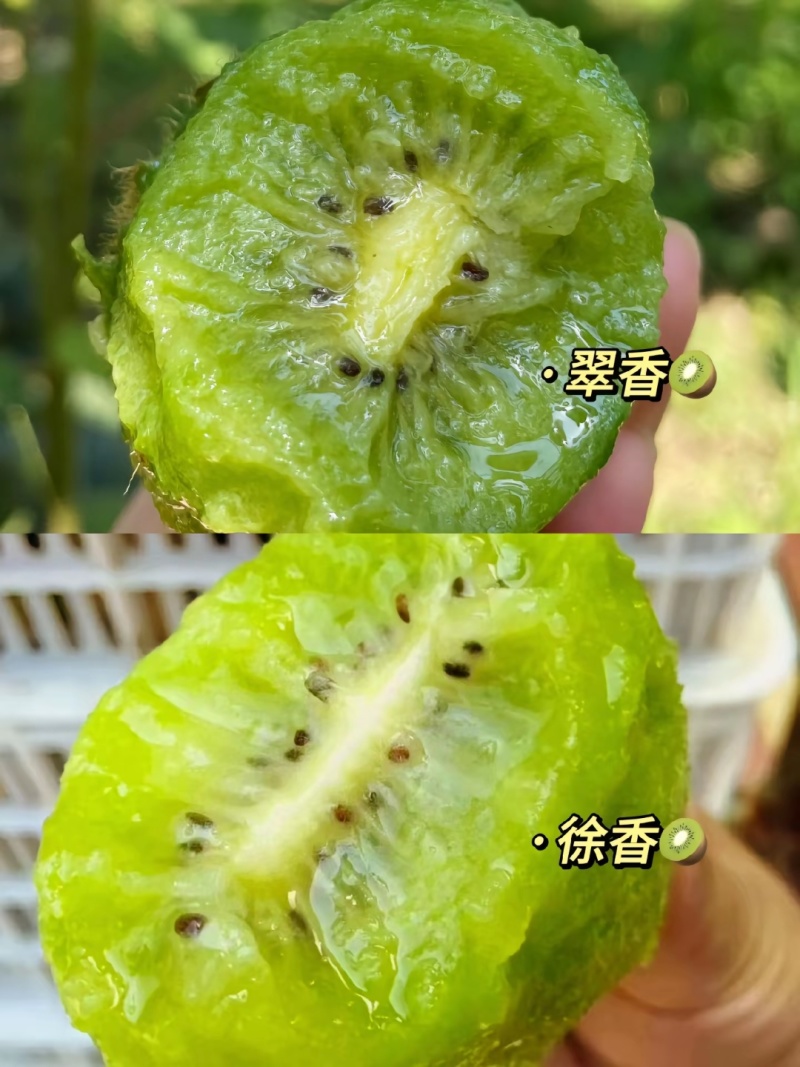 周至翠香猕猴桃🥝