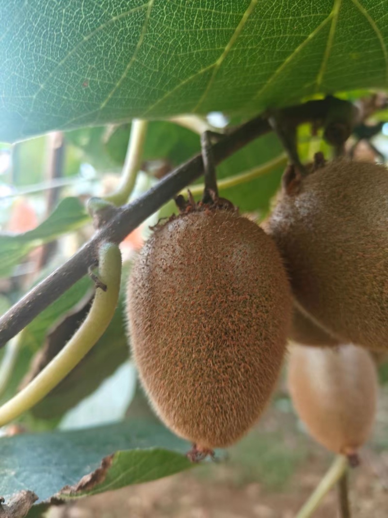 周至翠香猕猴桃🥝