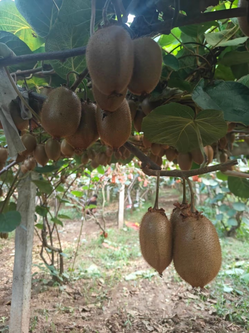 周至翠香猕猴桃🥝