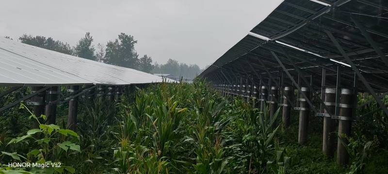 有大量玉米青储需要出售