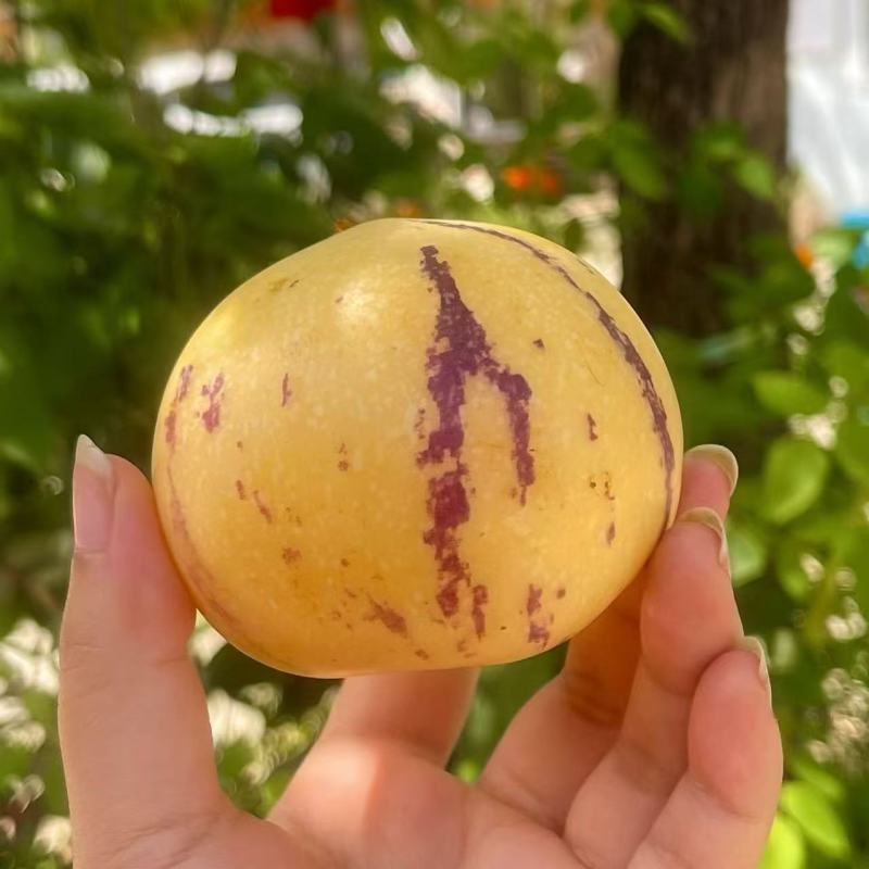 树熟人参果，咬一口飙汁的奶甜“硒果”秋冬补水补硒优品