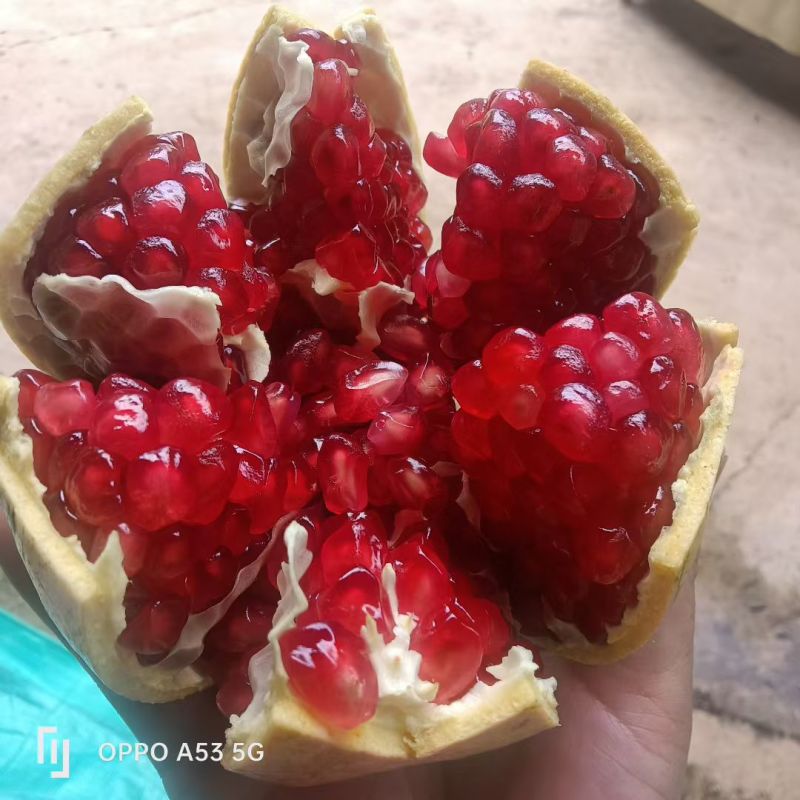 丽江永胜程海突尼斯软籽石榴