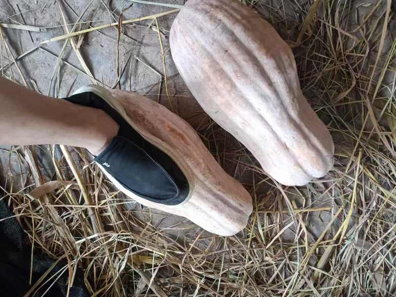 蜜本南瓜
