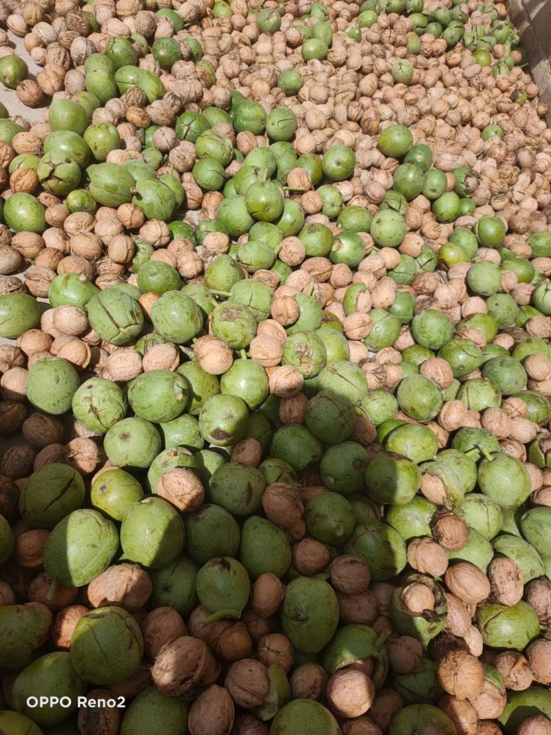 甘肃武威核桃