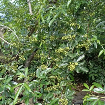青花椒
