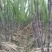 甘蔗