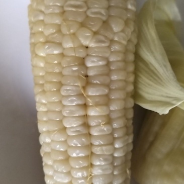 水果玉米