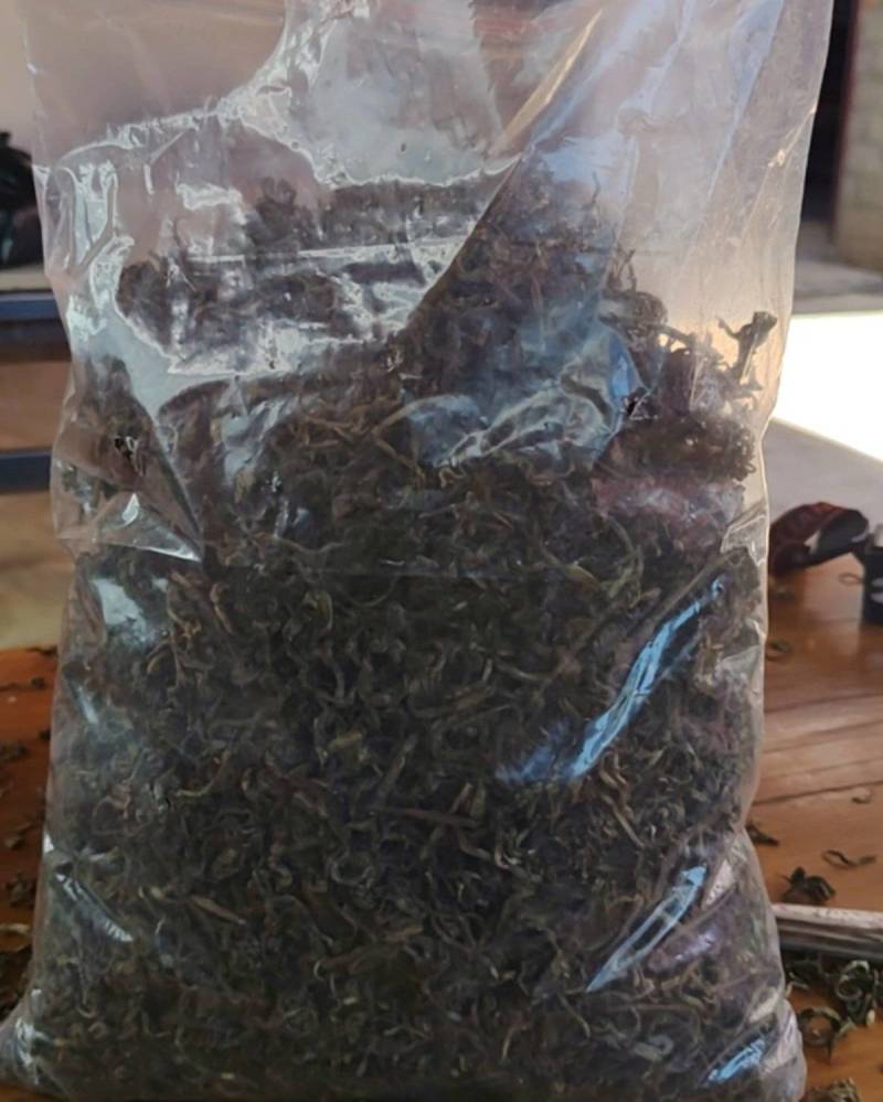 勐简大叶茶