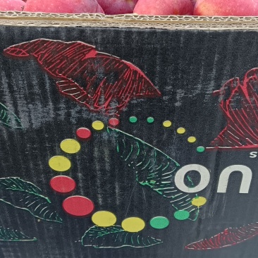 通辽当地鸡心果大小不分