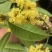 桂花干花（金桂银桂）