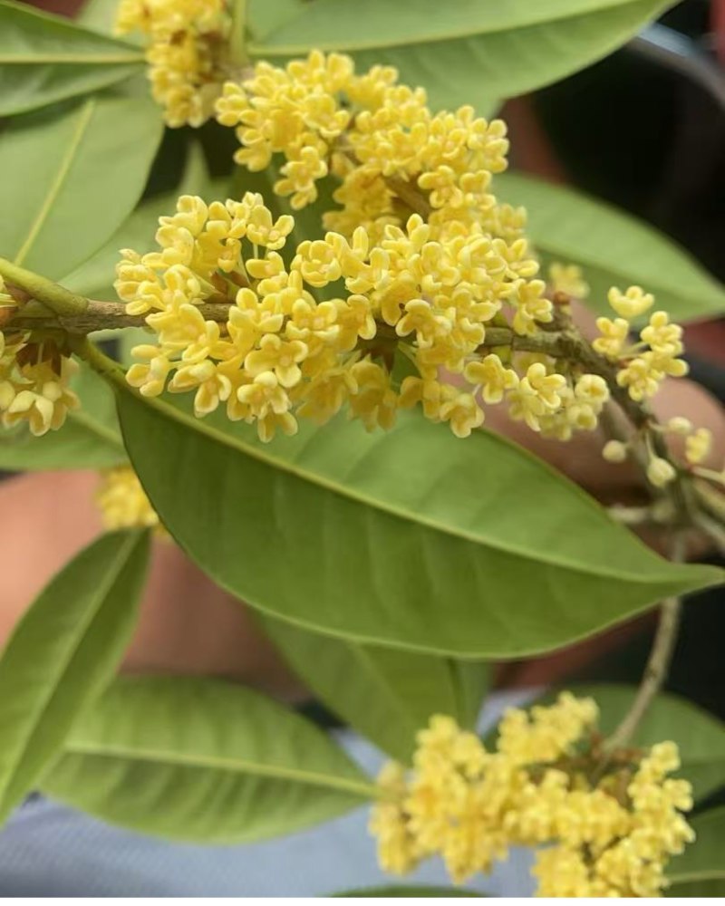 桂花干花（金桂银桂）
