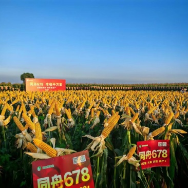 玉米青储