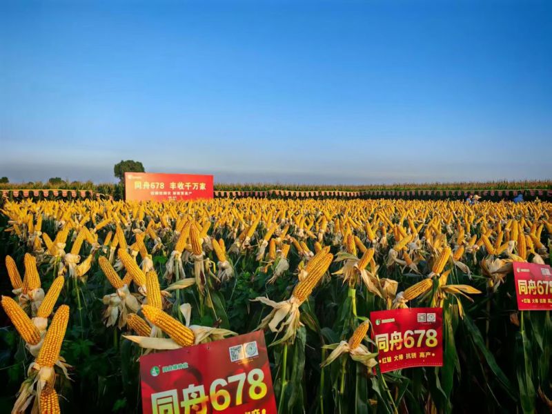 玉米青储