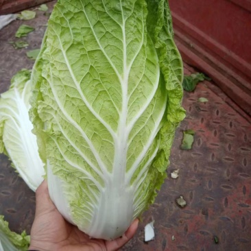 黄心大白菜，