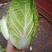 黄心大白菜，