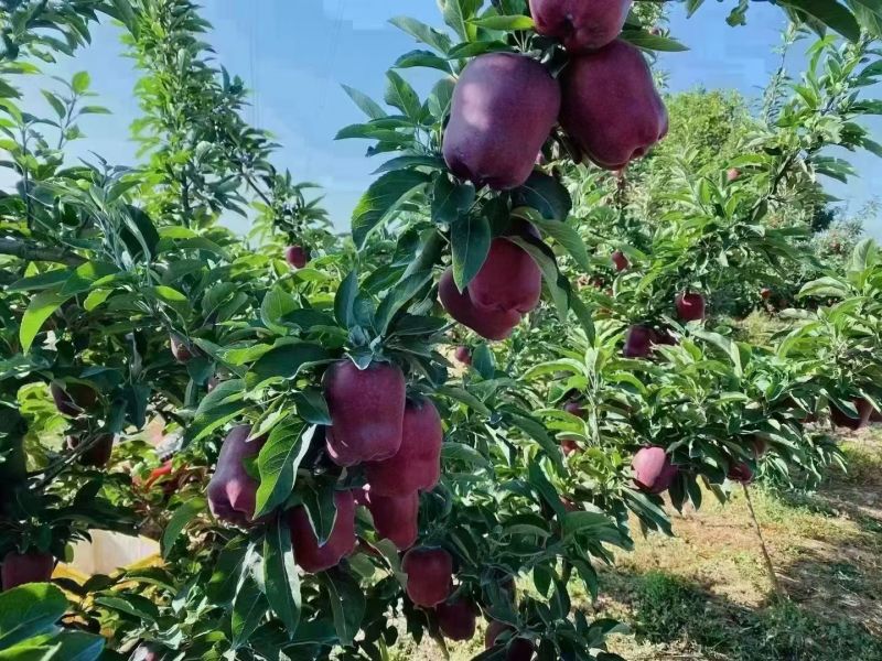 花牛苹果