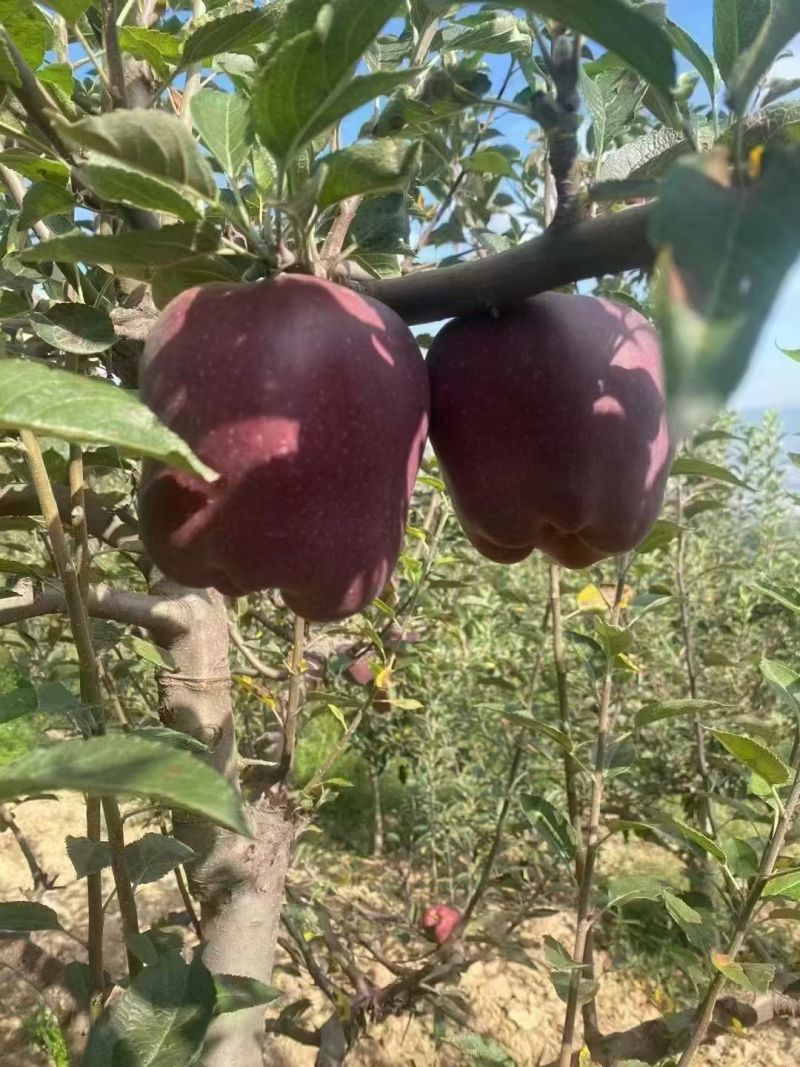 花牛苹果